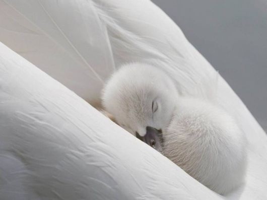 Photo:  Baby swan sleeping on mom